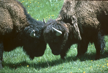 bison11.jpg