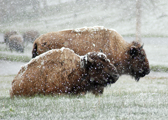 buffalo.snow.jpg
