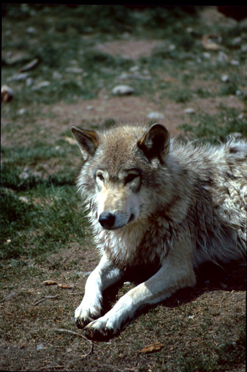 wolf.28.jpg